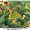 colias aurorina male1a